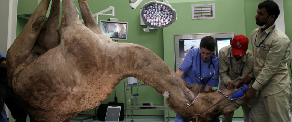 A camel is seen as he is being brought for the foot surgery at the Dubai Camel Hospital in Dubai, UAE, December 11, 2017.REUTERS/Satish Kumar TPX IMAGES OF THE DAY