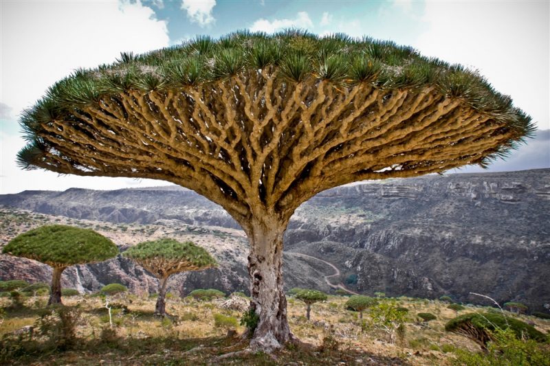 معهد أميركي.. احتلال الإمارات يدمر أرخبيل سقطرى اليمني أحد مواقع التراث العالمي