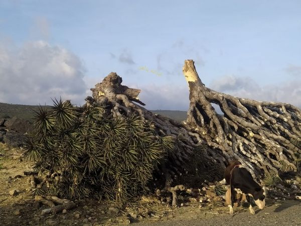 تساقط أشجار “دم الأخوين” في سقطرى ومخاوف من انقراضها